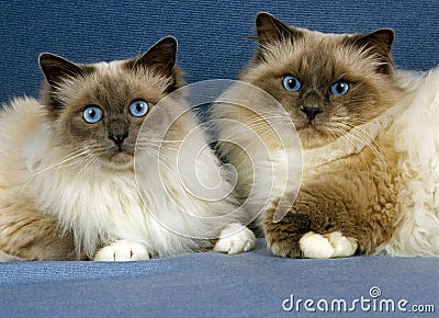 Birmanese Domestic Cat, Male with Female Stock Photo