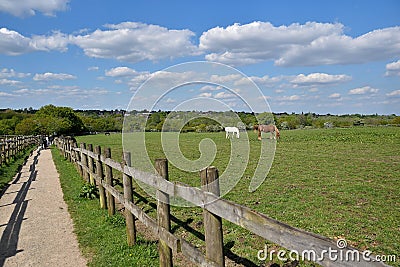 Birmingham woodgate walley country park, sunshine meadow and horses, wooden fence and gravel footpath, green trees horizont Stock Photo