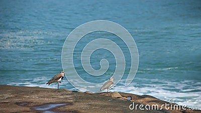 Birs by the sea Stock Photo