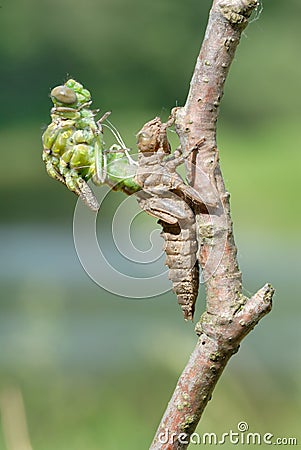 Birth of a dragonfly (series 5 photos) Stock Photo