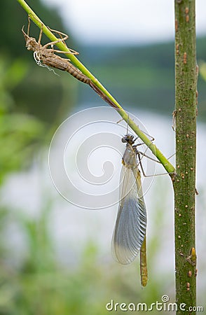 The mysterious moment of the birth of a dragonfly on a summer morning, on a branch of a plant. Close-up metamorphoses Stock Photo