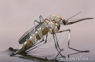 The birth of a female mosquito Stock Photo