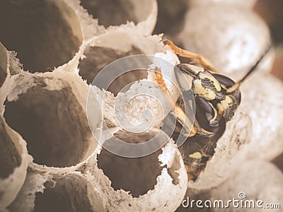 Birth of young worker wasp Stock Photo