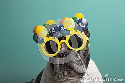 Birthday dog - french bulldog with happy birthday glasses on green background Stock Photo