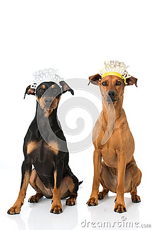 Birthday dogs Stock Photo