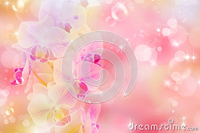 Birthday party, festival vintage blurred spring romantic floral background with orchid, bokeh and bubbles. Tender backdrop for Stock Photo