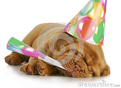 Birthday puppy Stock Photo