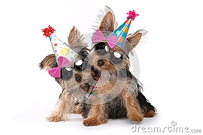 Birthday Theme Yorkshire Terrier Puppies on White Stock Photo