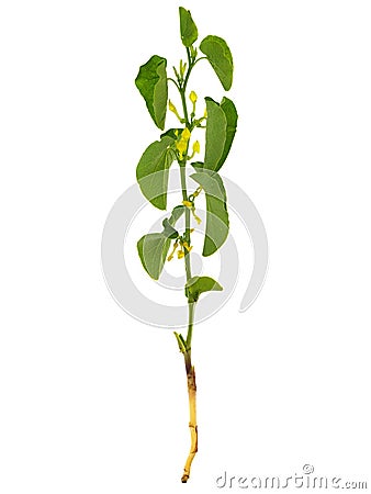 Birthwort, the whole flowering plant with roots, Aristolochia clematitis Stock Photo