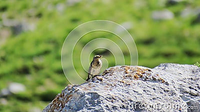 Bisbita alpino water pipit eating in a rock Stock Photo