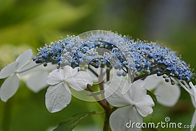 Bisexual flowers of Lacecap hydrangea Stock Photo