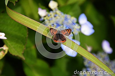 Bisexual flowers of Lacecap hydrangea Stock Photo