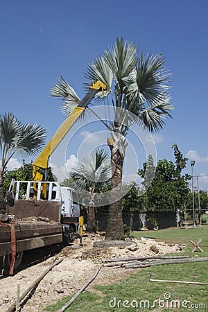 Bismarck palm or Bismarckia nobilis Stock Photo