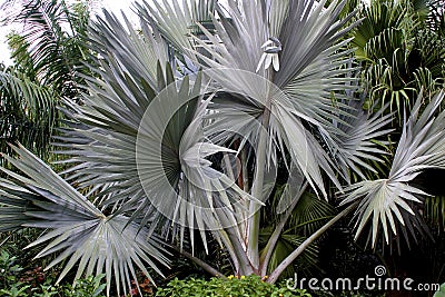 Bismarck Palm Tree 606004 Stock Photo