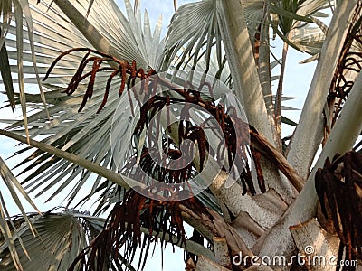 Bismarck palm tree inflorescence, Bismarckia nobilis beautiful flower bunch on the tree on grass in the garden. Stock Photo