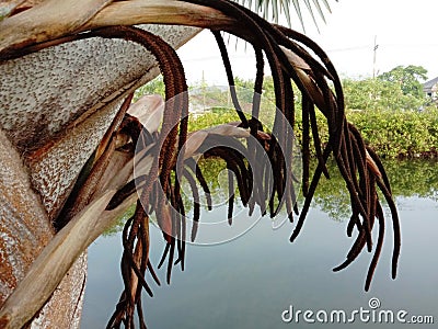 Bismarck palm tree inflorescence, Bismarckia nobilis beautiful flower bunch on the tree on grass in the garden. Stock Photo