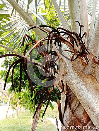 Bismarck palm tree inflorescence, Bismarckia nobilis beautiful flower bunch on the tree on grass in the garden. Stock Photo