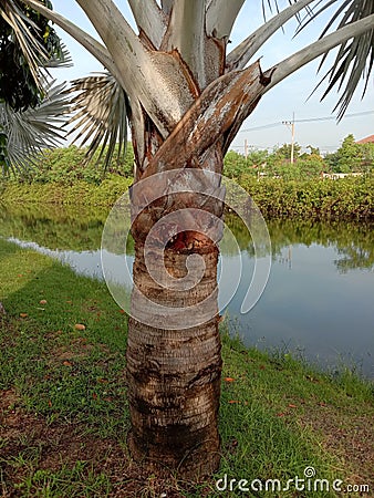 Bismarck palm tree inflorescence, Bismarckia nobilis beautiful flower bunch on the tree on grass in the garden. Stock Photo