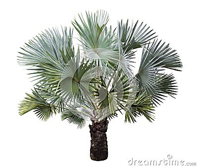 Bismarck Palm tree isolated Stock Photo