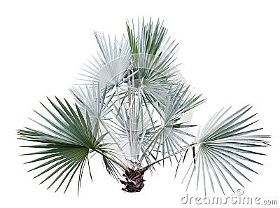 Bismarck Palm tree isolated on white Stock Photo