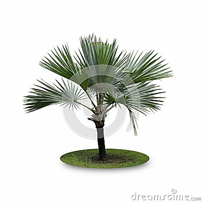 Bismarck Palm Tree isolated on white background Stock Photo