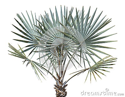 Bismarck Palm Tree Stock Photo