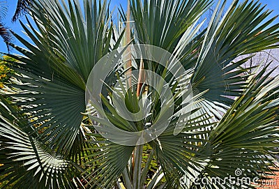 Bismarckia nobilis or Bismarck palm is a beautiful silver palm tree in a tropical garden against the blue sky. Stock Photo