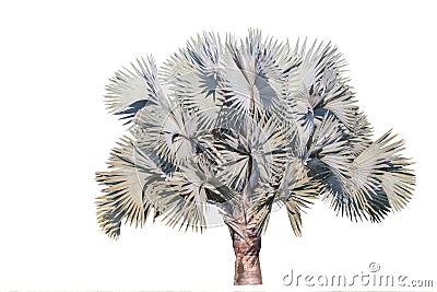 Bismarckia nobilis Silver palm. Stock Photo