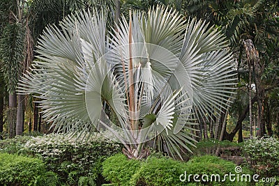 Bismarckia nobilis Silver palm in the garden.Palm tree. Stock Photo