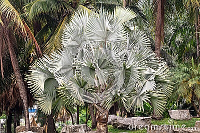 Bismarckia nobilis Silver palm in the garden. Stock Photo