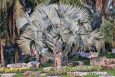 Bismarckia nobilis Silver palm in the garden.Palm tree. Stock Photo