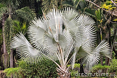 Bismarckia nobilis Silver palm in the garden. Stock Photo