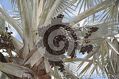 Bismark Palm and cluster of drupes Stock Photo