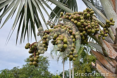 Bismark Palm. Stock Photo