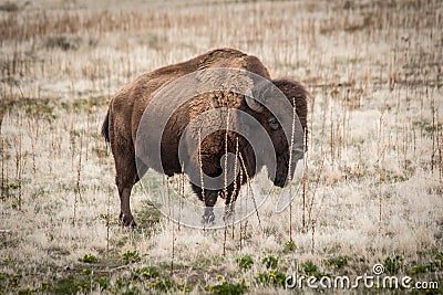 Bison standing in the grasslands Stock Photo