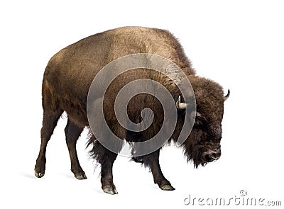 Bison Stock Photo