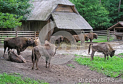 Bison Stock Photo