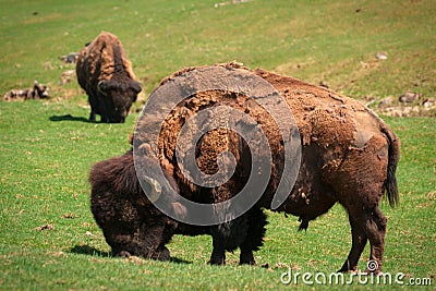 Bison (American Buffalo) in Spring Moult Grazing in Field Stock Photo