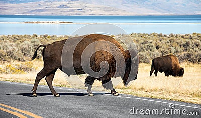 Bison , Antelope Island Stock Photo