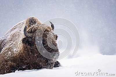 Bison or Aurochs in winter season in there habitat. Beautiful snowing Stock Photo