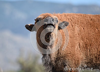 Bison buffalo calf sniffs Stock Photo