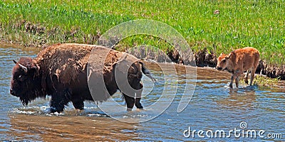 Bison Buffalo Cow crossing river with Calf in Yellowstone National Park Stock Photo