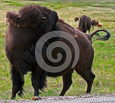 Bison Buffalo Cow scratching back in Custer State Park Stock Photo