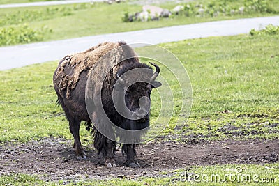 Bison Buffalo Stock Photo