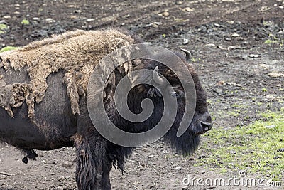 Bison Buffalo at the Zoo Stock Photo