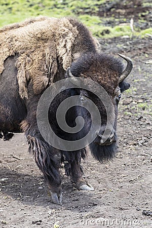 Bison Buffalo at the Zoo Stock Photo
