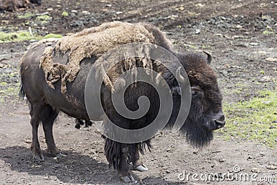 Bison Buffalo at the Zoo Stock Photo