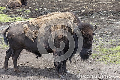 Molting Bison Buffalo at the Zoo Stock Photo