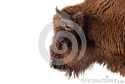 Bison bull head with fur and horns on a white isolated background Stock Photo