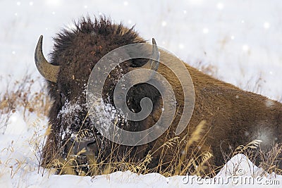 Bison bull in yellowstone Stock Photo